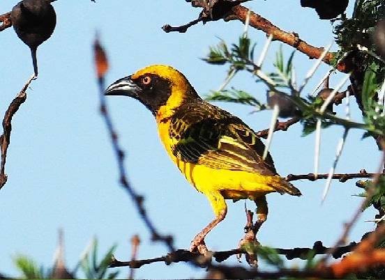 Village Weaver