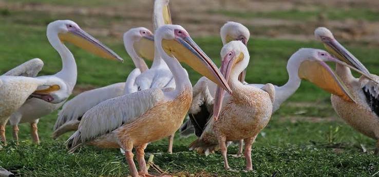 The Rift Valley Lakes