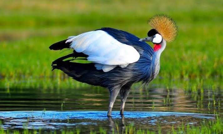 Grey Crowned Crane