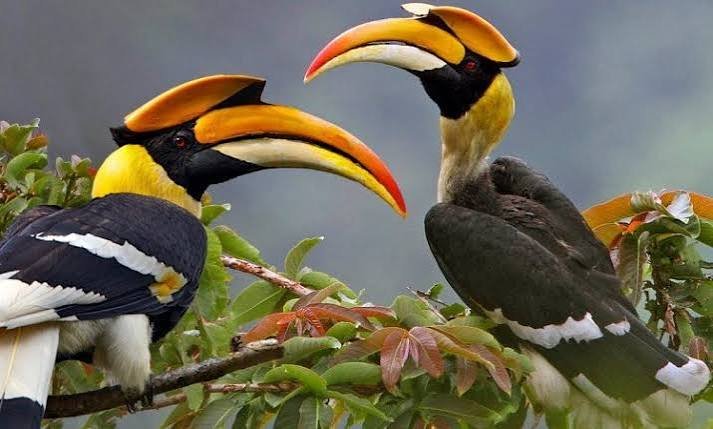 Hornbills