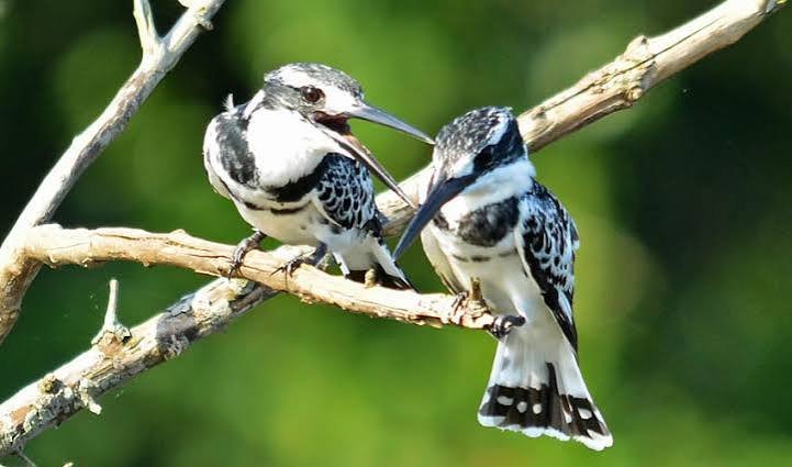 Pied Kingfishers