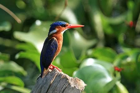 Malachite Kingfisher