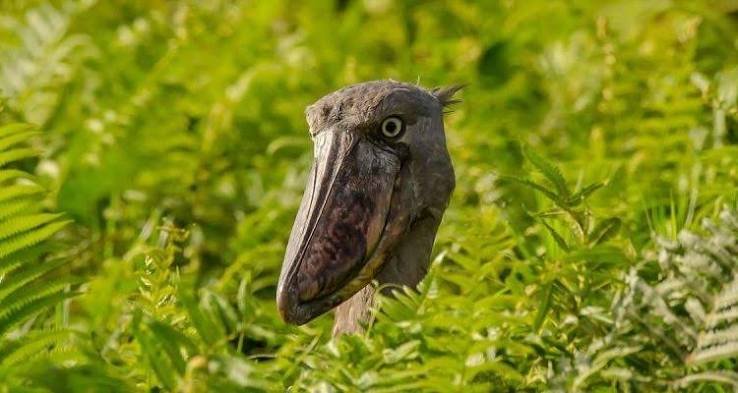 Shoebill & Papyrus